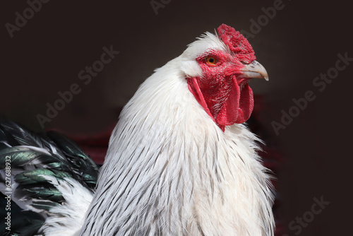 Brahma chicken at an organic sustainable farm