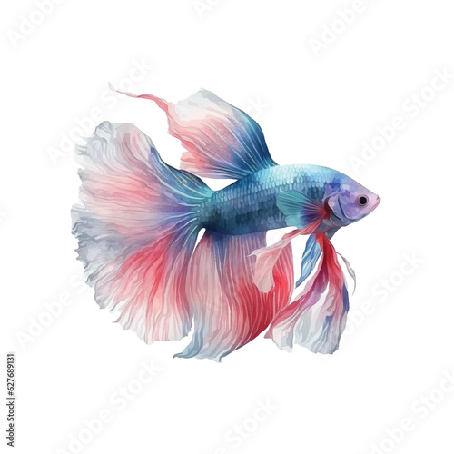 Betta fish watecolor paint 