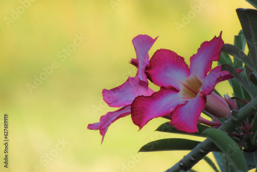 Adenium obesum is grown as a houseplant in temperate and tropical regions. Numerous hybrids have been developed. Adeniums are appreciated for their colorful flowers and unusual thick caudices. 