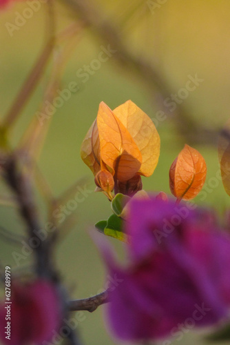 The Beauty of Bougainvillea. is a genus of thorny ornamental vines, bushes, and trees belonging to the four o' clock family