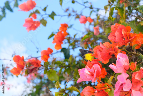 The Beauty of Bougainvillea. is a genus of thorny ornamental vines, bushes, and trees belonging to the four o' clock family