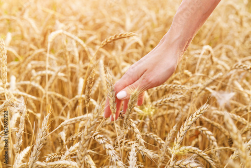 female hand in the field touches spikelets of wheat at sunset