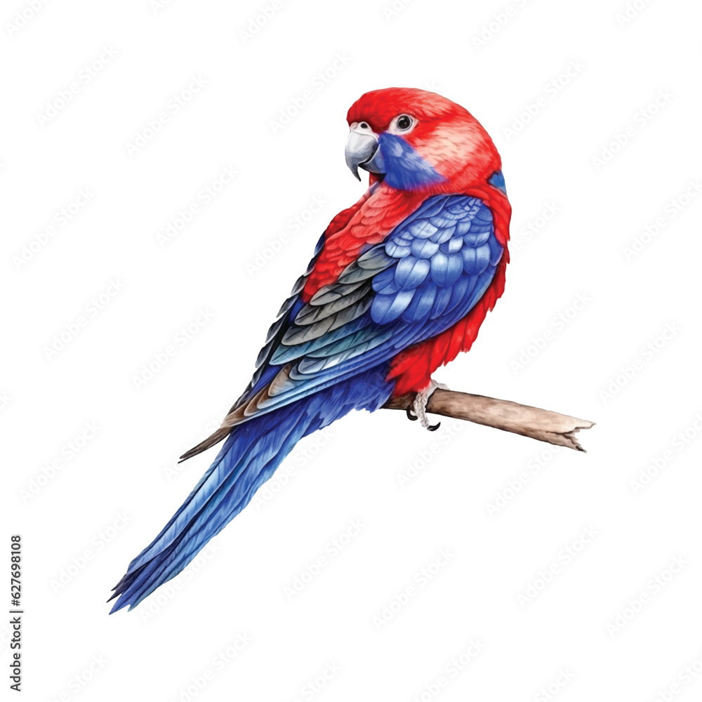 Fototapeta premium Crimson Rosella watercolor paint