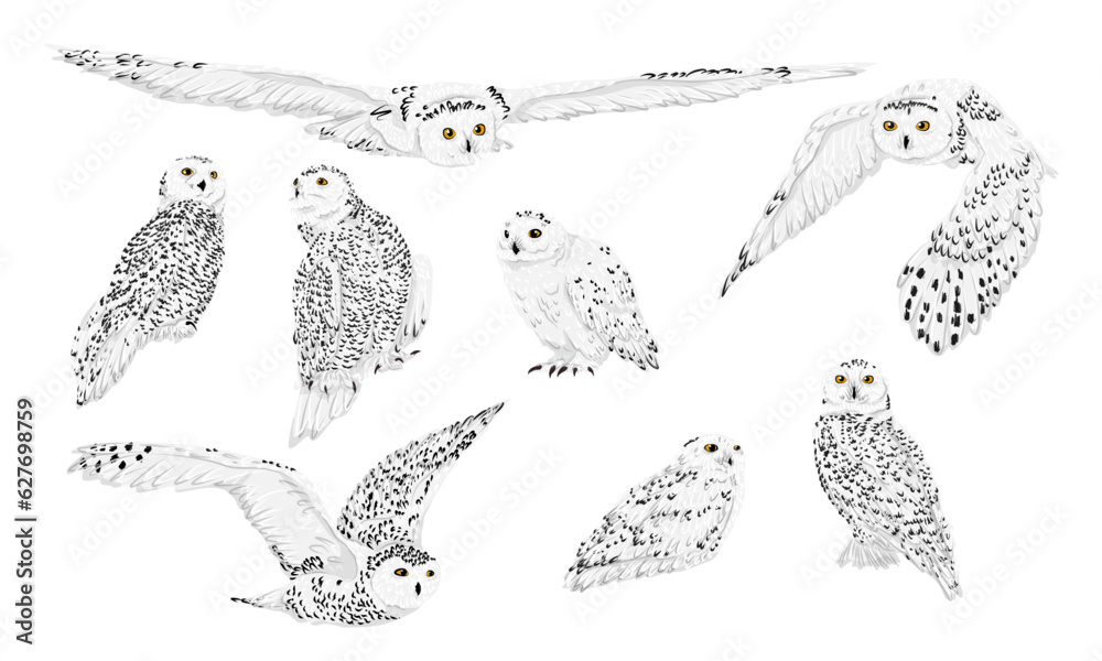 Set of snowy owl Bubo scandiacus in different poses. Male and female ...