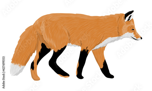 The red fox is coming. Realistic vector carnivorous animal