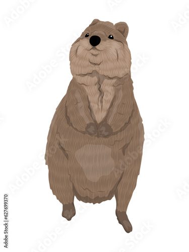 Australian Quokka. Realistic animal vector