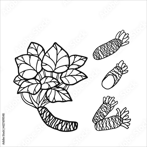 vector illustration of wasabi as a fresh plantation product on a black sketch and white background, can be used as a banner, poster or template