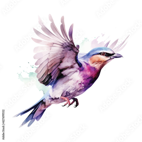 Lilac-breasted Roller bird watercolor paint 