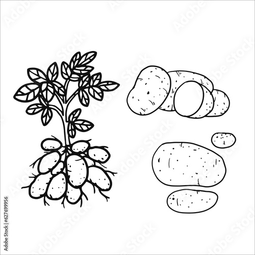 vector illustration of potatoes as a fresh plantation product on a black sketch and white background, can be used as a banner, poster or template