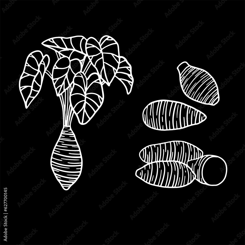 taro vector illustration as a fresh plantation product on a white skecth and black background, can be used as a banner, poster or template