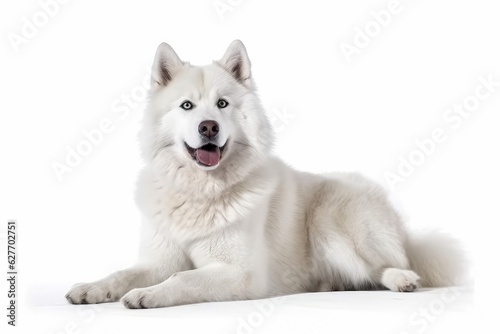 Portrait of handsome young dog isolated on white background , Created with Generative Ai Technology © Atchariya63