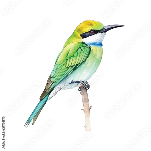 Green Bee-eater bird watercolor paint  © Florin
