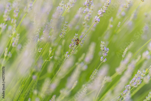 Campo di Lavanda 