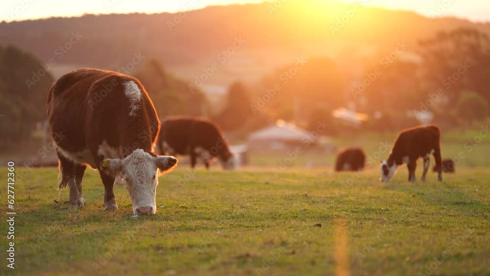 Close up of a red cow grazing on pasture in a field on a farm with the sun setting below