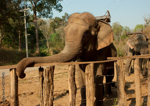 Elephant for tourists ridings, Thailand