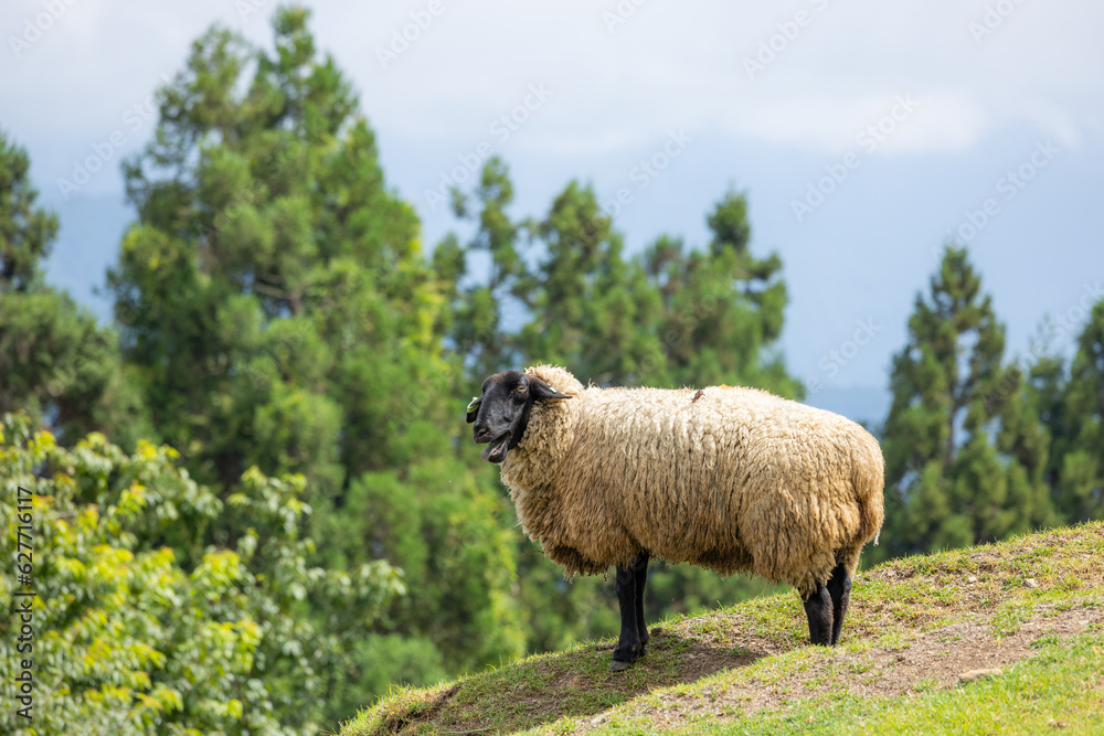 Sheep over the green lawn in Cingjing farm in Nantou of Taiwan Sheep over the green lawn in Cingjing farm in Nantou of Taiwan
