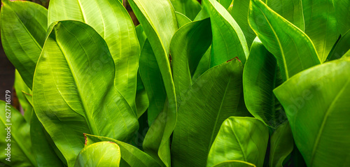 Close-up green leaves color and blurred greenery leaf in nature. Tropical foliage and overlapping leave an Abstract natural floral Background concept