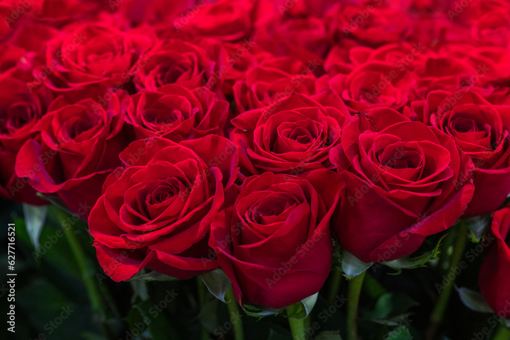 Red roses natural floral background close up Red roses natural floral background close up