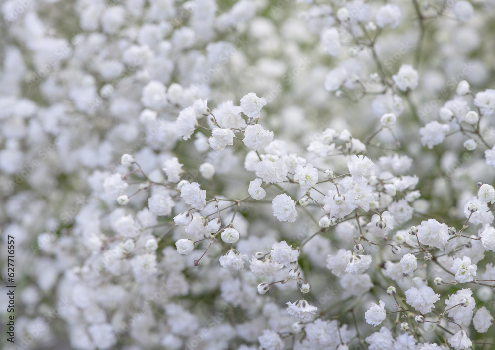Bouquet of small white flowers. White gypsophila close-up. Bouquet of small white flowers. White gypsophila close-up.