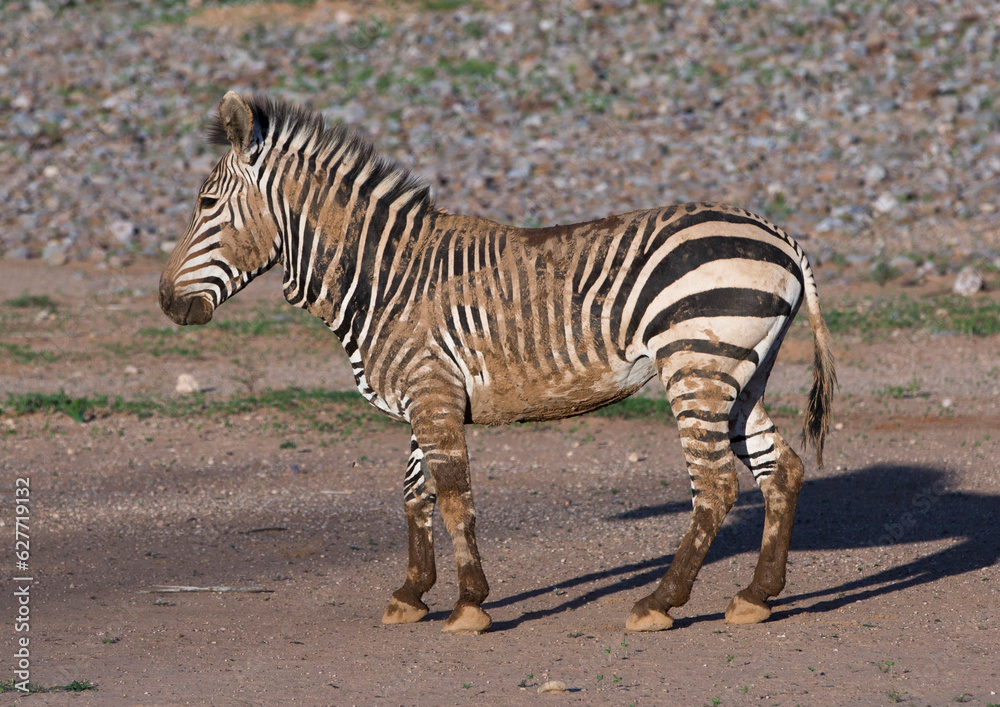 Hartman's Mountain Zebra, Grootberg, Namibia Hartman's Mountain Zebra, Grootberg, Namibia