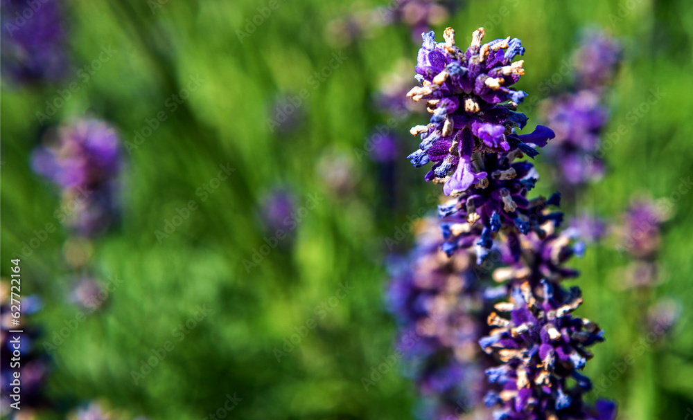 Fototapeta premium Inflorescences of an ornamental plant called Narrow-leaved lavender, planted in gardens and flowerbeds in the city of Bialystok in Podlasie, Poland.