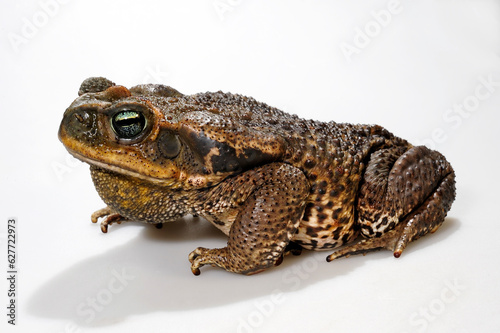 Cururu Toad, Rococo Toad // Rokokokröte (Rhinella diptycha / Rhinella schneideri)