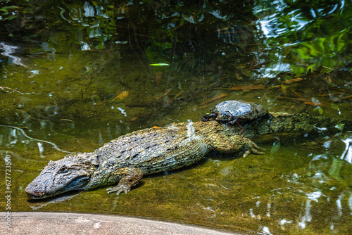 Broad-snouted caiman, Caiman latirostris in Iguazu National park, Foz do Iguacu, Parana State, Brazil