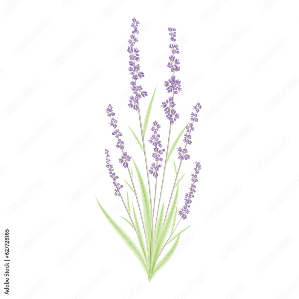 Naklejka premium watercolor lavender illustration