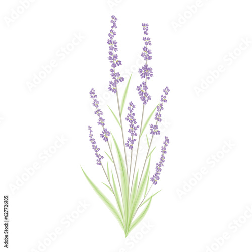 watercolor lavender illustration