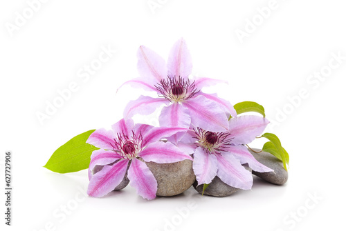 Purple clematis with stones.