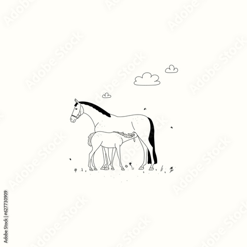 Foal drinks milk  a scene in a summer meadow