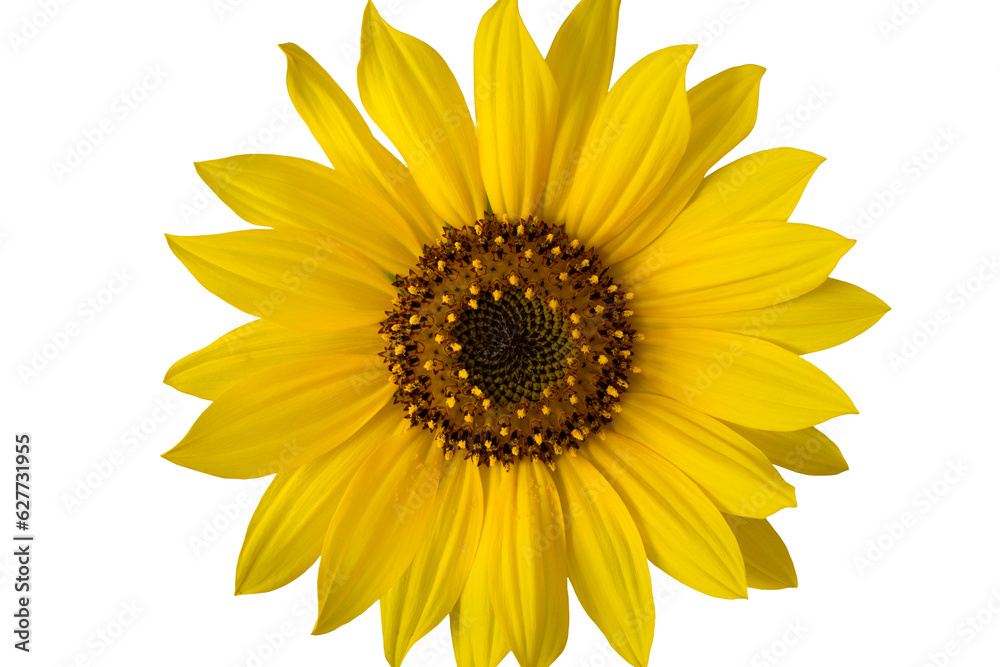 Naklejka premium Leuchtende Sonnenblume auf weißem Hintergrund