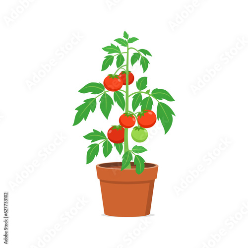 tomato plant pot with good quality and good design
