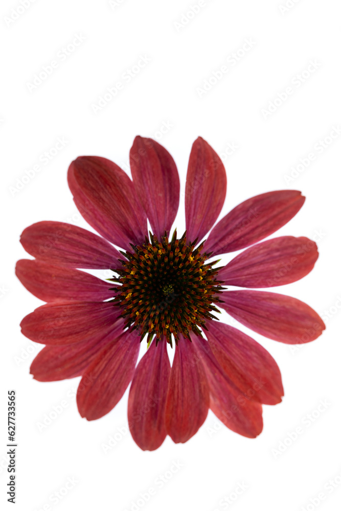 A red coneflower on a white background.