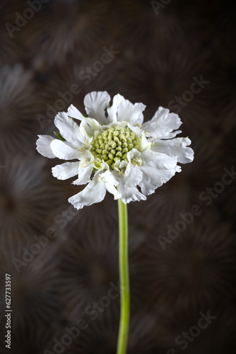 Portrait of a white scabiosa flower on a dark background. photo