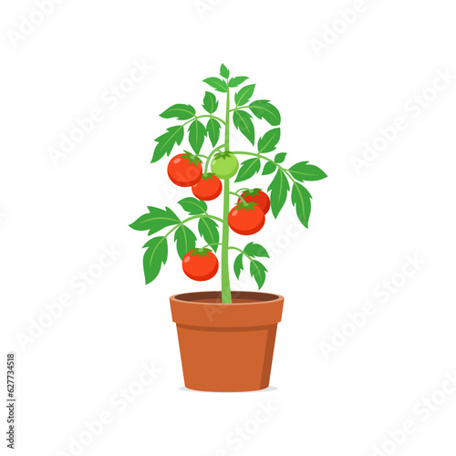 tomato plant pot with good quality and good design