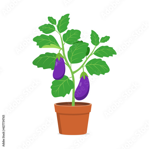 eggplant in the pot with good quality and good design