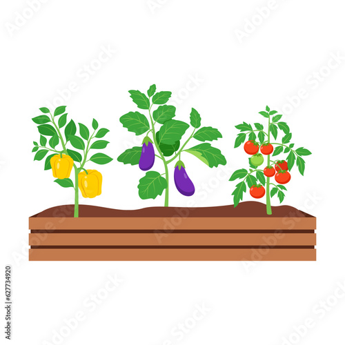 vegetable with good quality and good design