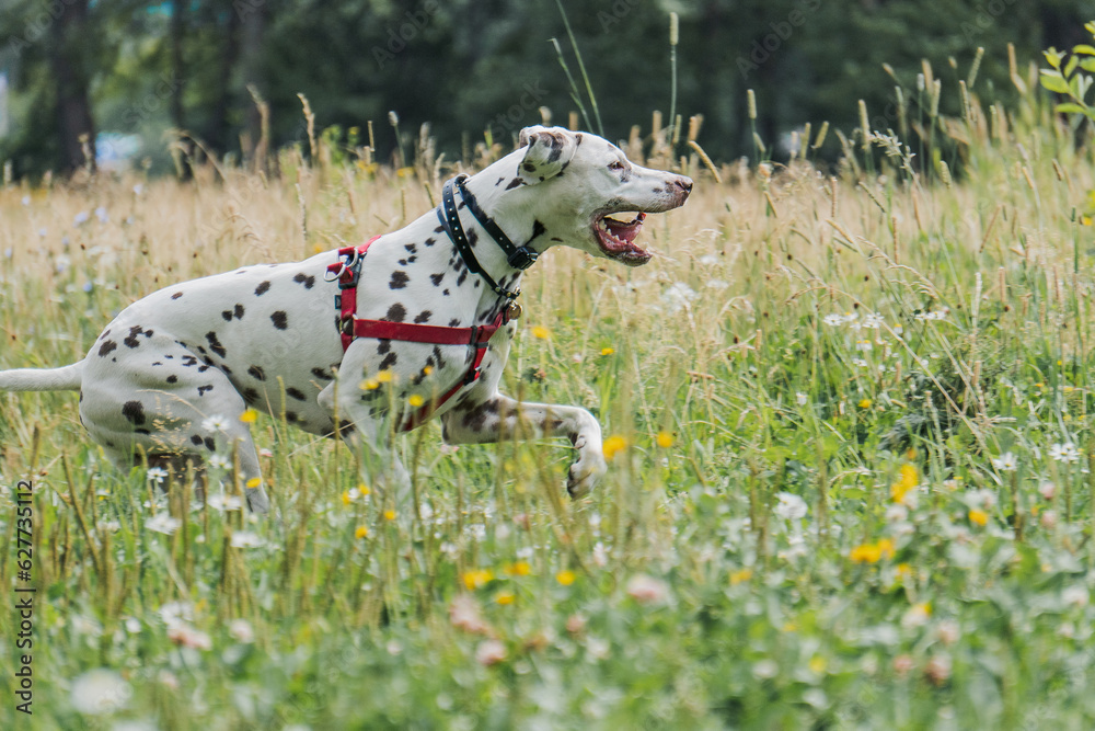 dalmatian dog on the grass running