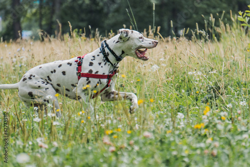 dalmatian dog on the grass running