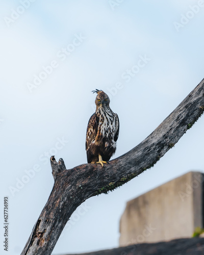 red tailed hawk in Yala National Park, Sri Lanka