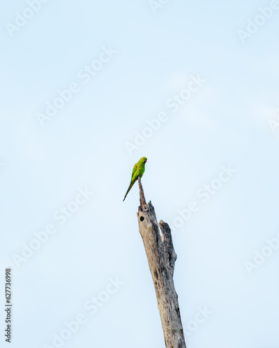 Green parrot on tree branch in Yala National Park, Sri Lanka