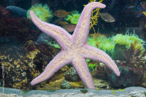 starfish on glass in an aquarium or oceanarium. High quality photo