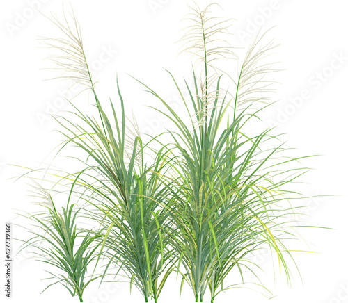 Side view of wild grass