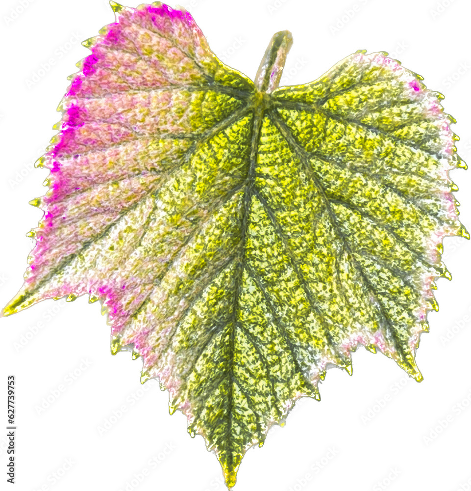 leaf isolated on white - obrazy, fototapety, plakaty 
