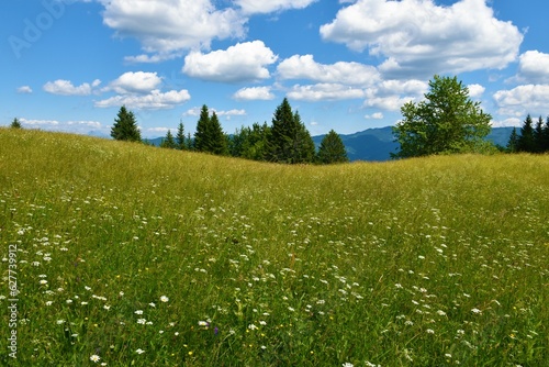 Meadow with white flowers and trees behind