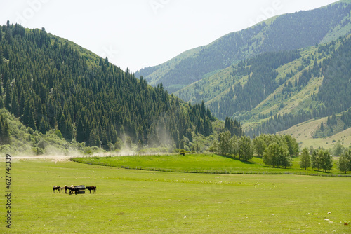 Horses and cows in mountains of Kyrgystan near Issyk Kul. Green valley. High quality photo photo