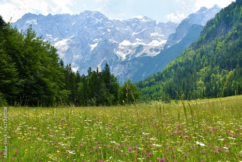 View of Skuta mountain above a colorful meadow full of flowers at Jezersko in Gorenjska, Slovenia