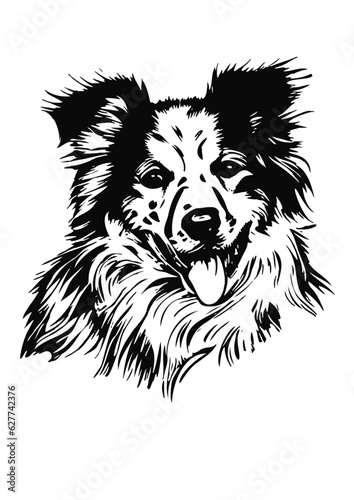 berger australien proche border  collie