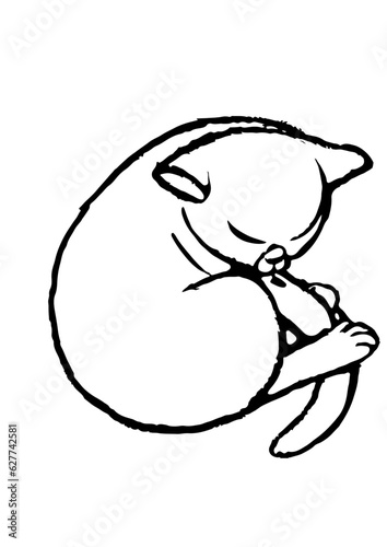 chat qui dort